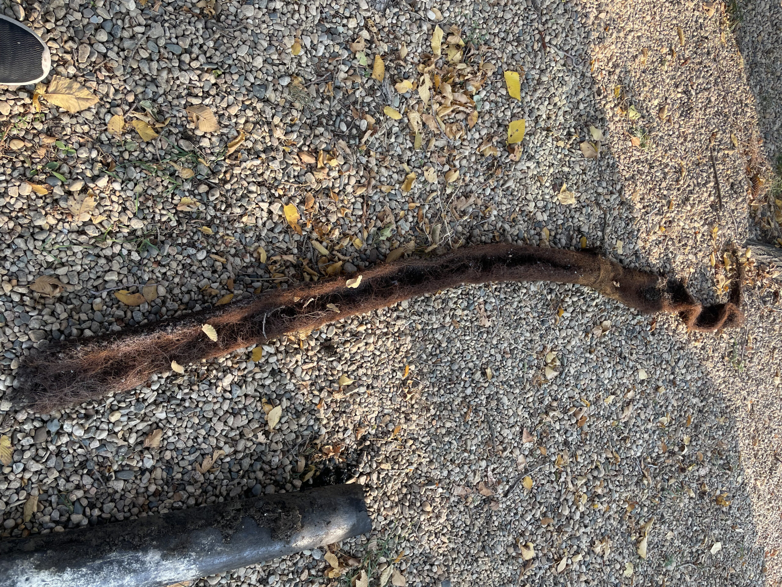 A long, dark, fibrous root or clog from a Honey Badger Sewer lays on gravel next to a piece of black pipe, with scattered dry leaves around.